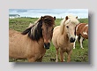 Chevaux islandais 1